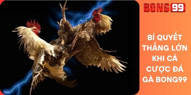 Bí Quyết Thắng Lớn Khi Cá Cược Đá Gà Bong99