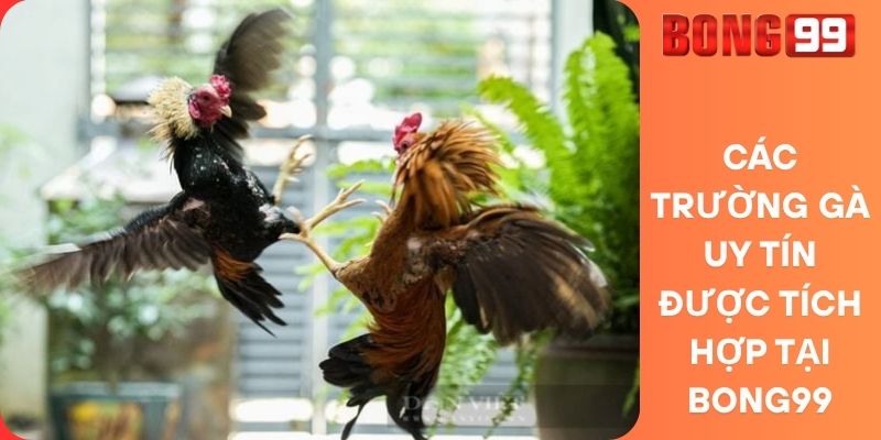 Các Trường Gà Uy Tín Được Tích Hợp Tại Bong99